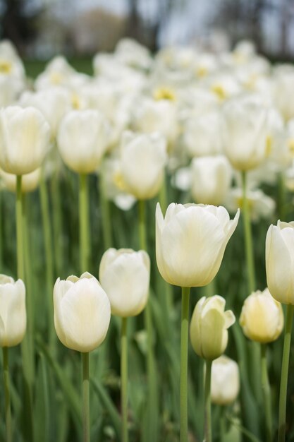 Colorful tulip flowers bloom in the garden