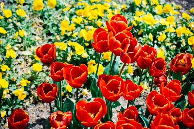 Colorful tulip flowers bloom in the garden