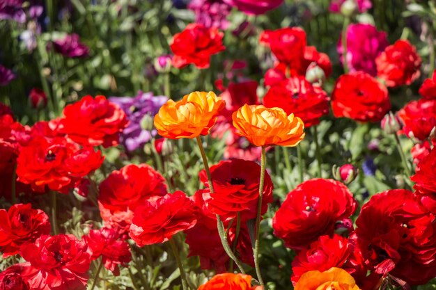 庭に咲く色とりどりのチューリップの花