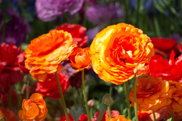 庭に咲く色とりどりのチューリップの花