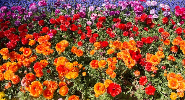 Colorful tulip flowers bloom in the garden