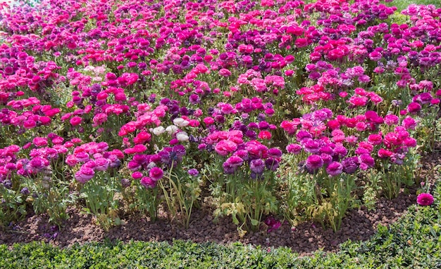 色とりどりのチューリップの花が庭にいています