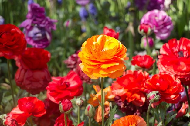 Colorful tulip flowers bloom in the garden