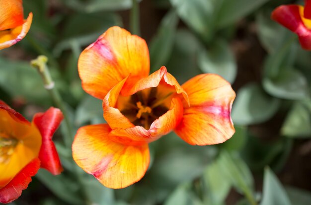 庭に咲く色とりどりのチューリップの花