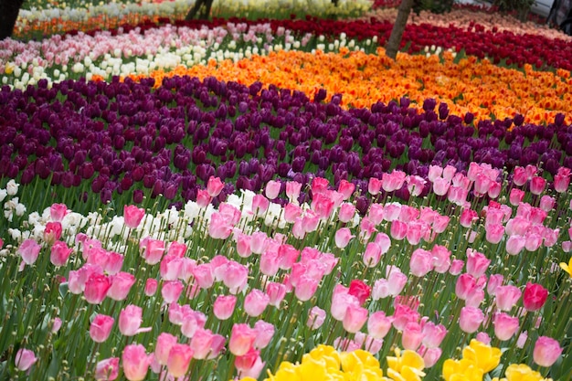 Colorful tulip flowers bloom in the garden