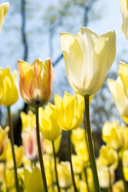 Colorful tulip flowers bloom in the garden