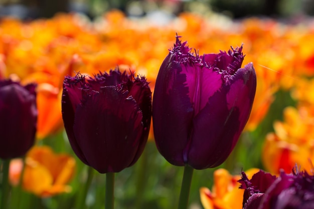 Colorful tulip flowers bloom in the garden