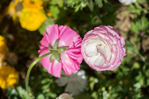 Photo colorful tulip flowers bloom in the garden