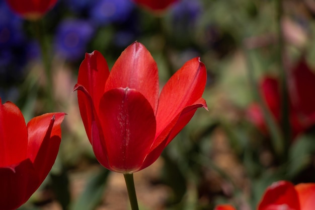 庭に咲く色とりどりのチューリップの花