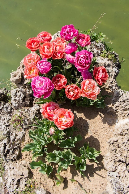 Colorful tulip flowers bloom in spring beside a pond