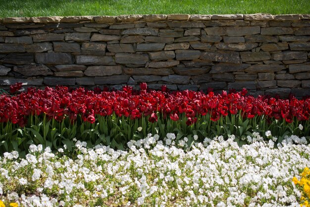 Colorful tulip flowers bloom in the spring garden