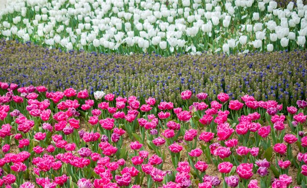 Colorful tulip flowers bloom in the spring garden