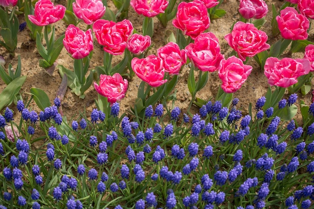 Красочные цветы тюльпана цветут в весеннем саду