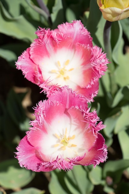 Colorful tulip flowers bloom in the spring garden