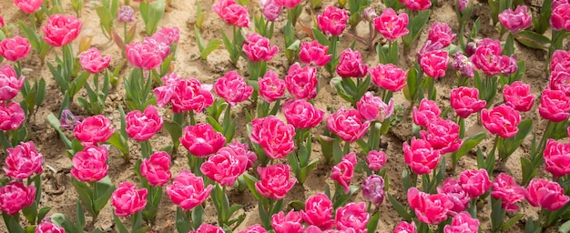 春の庭に色とりどりのチューリップの花が咲きます