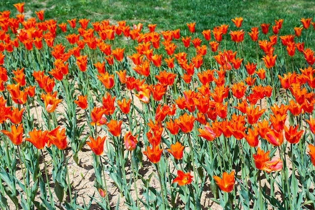 Colorful tulip flowers bloom in the spring garden