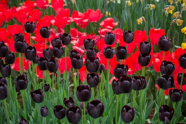 春の庭に色とりどりのチューリップの花が咲きます