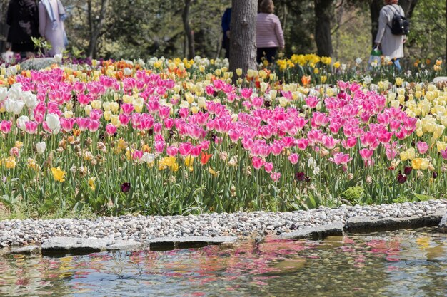 Foto fiori variopinti del tulipano bloomby lo stagno