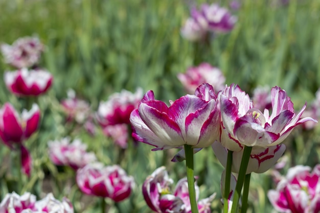 都市公園の花壇に色とりどりのチューリップの花。