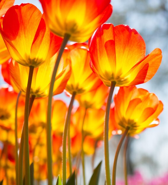 庭にあるカラフルなチューリップの花