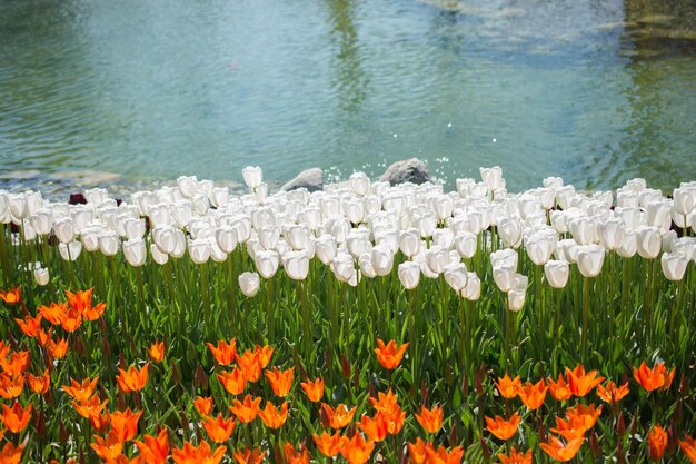 庭にあるカラフルなチューリップの花