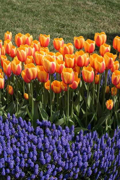 写真 庭の色とりどりのチューリップの花