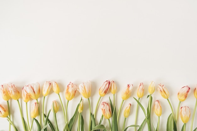 Colorful tulip flowers on white