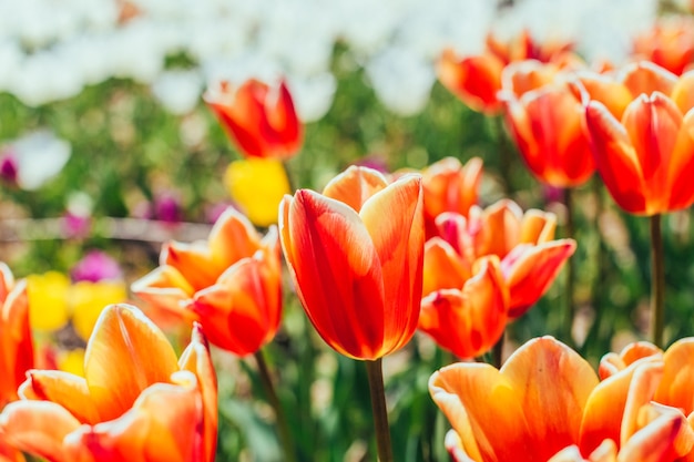 Colorful tulip garden in spring