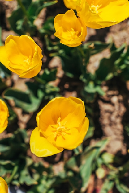 Colorful tulip garden in spring