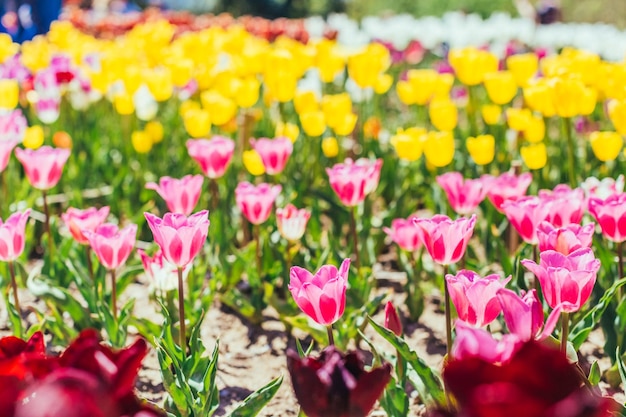 Colorful tulip garden in spring