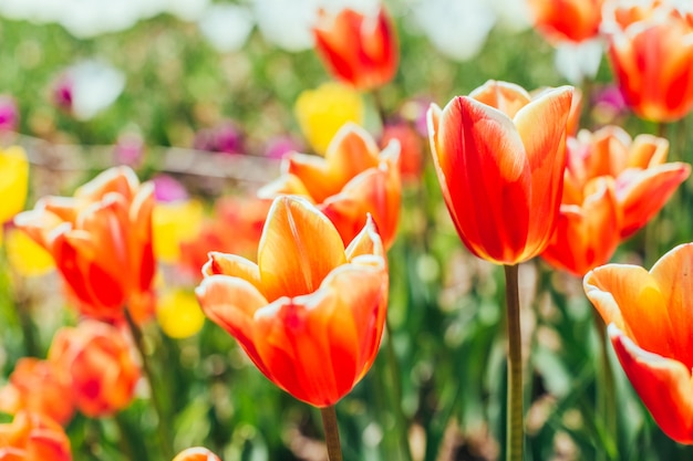 Colorful tulip garden in spring