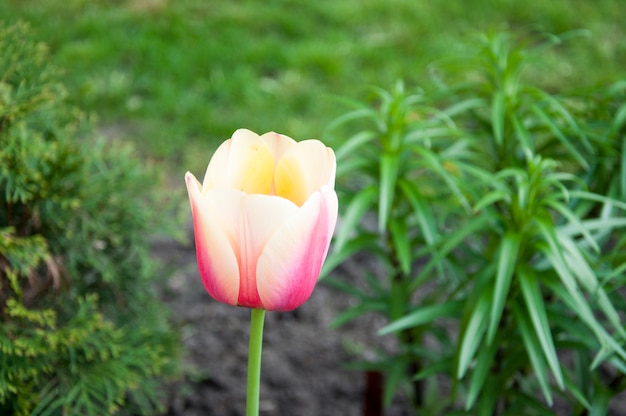 Photo colorful tulip