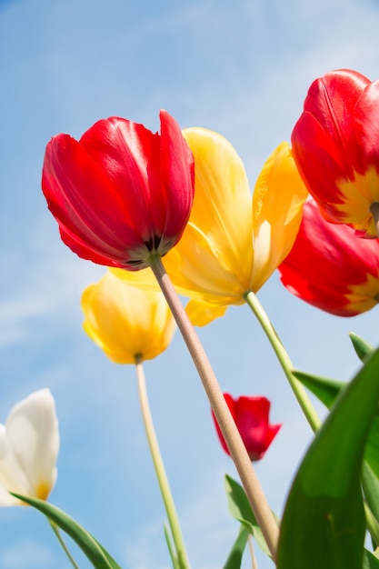 Photo colorful of tulip