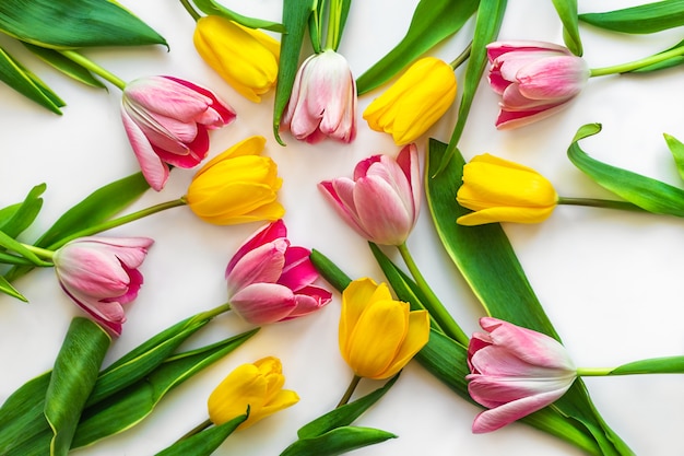 Colorful tulips are laid out on white