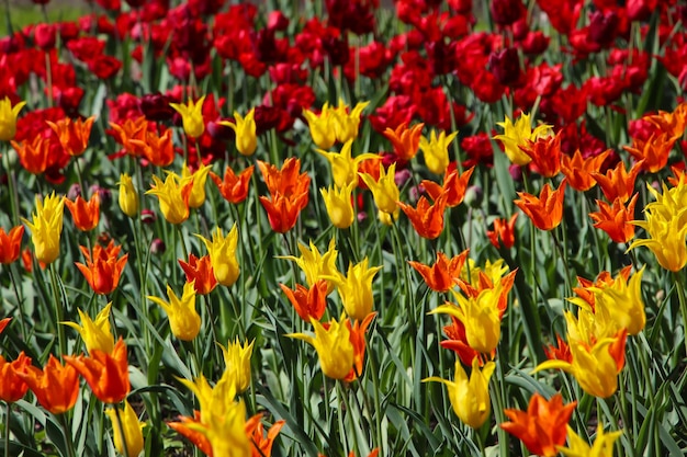 Colorful tulips blossom in spring park