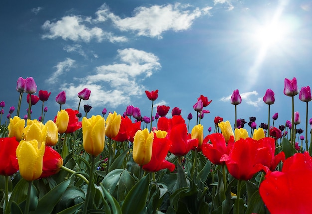 Foto tulipani colorati su cielo blu con nuvole e luce del sole sullo sfondo