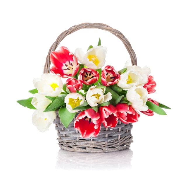 Colorful tulips bouquet basket