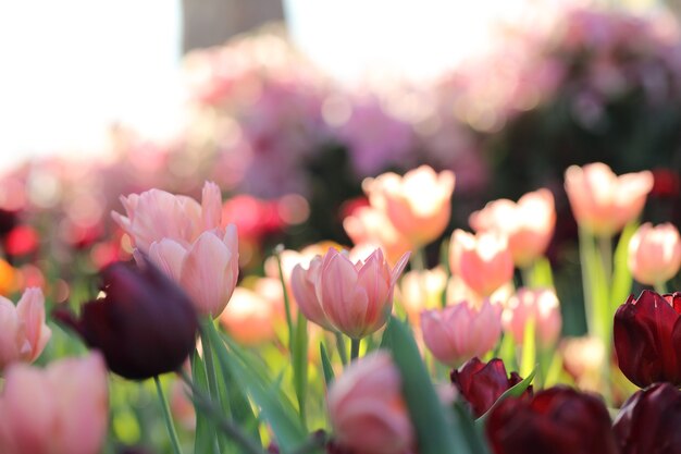 Colorful tulips in close up