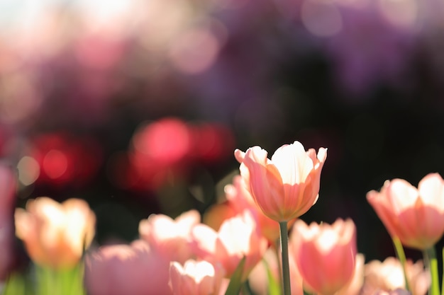 Colorful tulips in close up