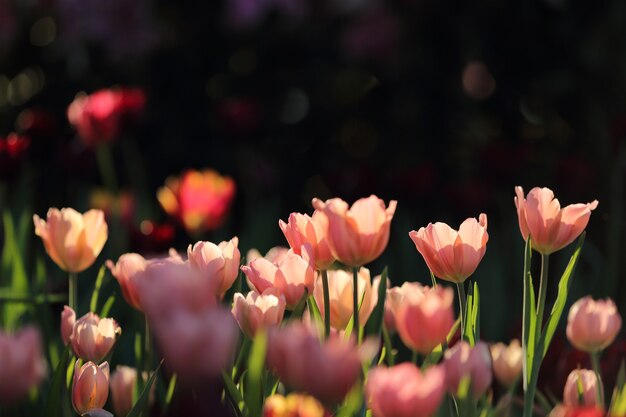 Colorful tulips in close up