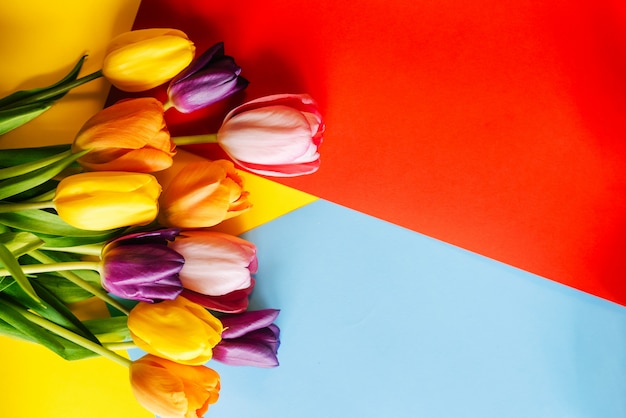 Colorful tulips on a colorful background. Top view with a copy of the space