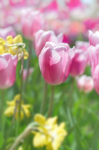 Colorful tulips and daffodils in spring