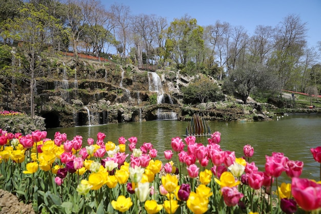 Colorful Tulips in Emirgan Park Istanbul Turkey