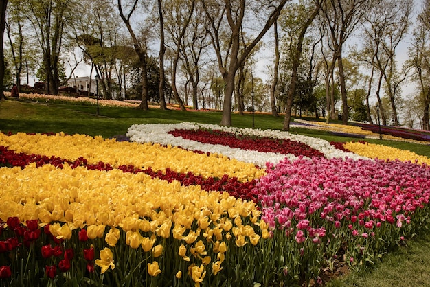 エミルギャン公園イスタンブールのカラフルなチューリップ