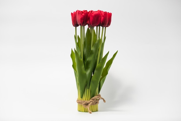 Colorful tulips in a field on a white background