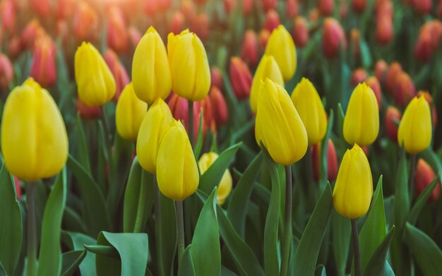 屋外の低い太陽の照明とカラフルなチューリップの花畑