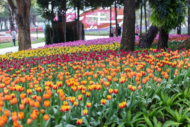 Colorful tulips flower on a windy spring day.