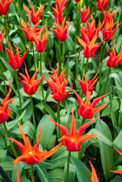 Colorful tulips flowering on background