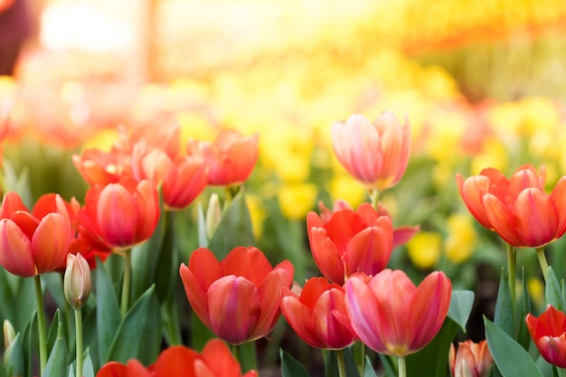 Красочные цветы тюльпанов в саду. Прекрасный букет из тюльпанов.