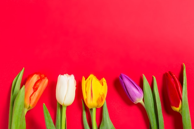 Colorful tulips flowers on red background